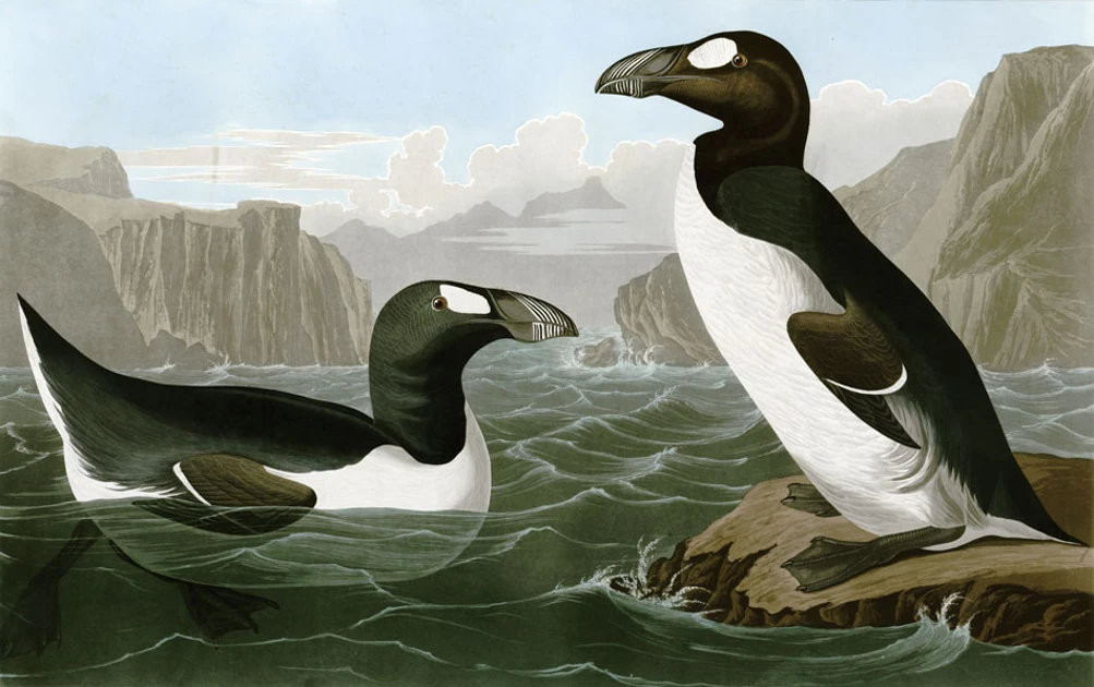 Great Auk Adaptations