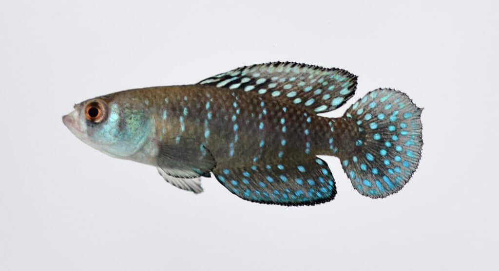 Batman River Loach Adaptations
