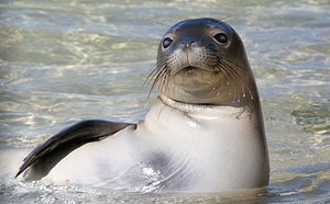 Caribbean Monk Seal Adaptations