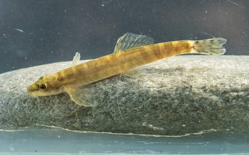 Batman River Loach