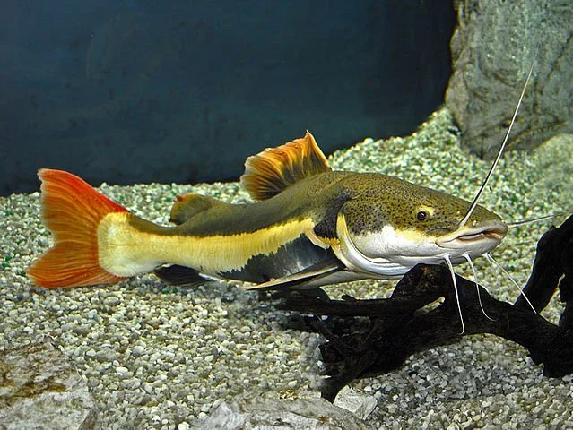 Fat Catfish Adaptations