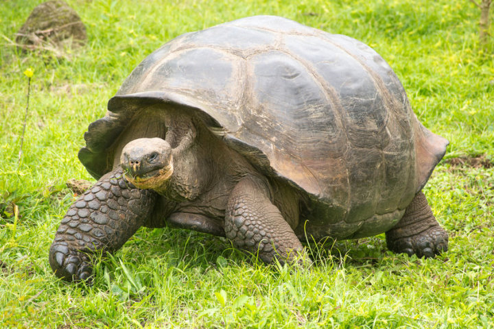 Floreana Tortoise Adaptations