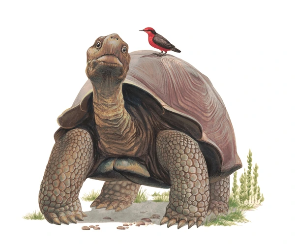 Floreana Island Giant Tortoise