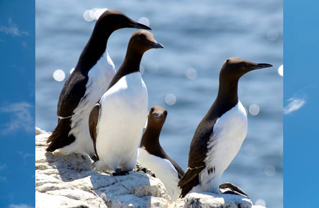 Great Auk