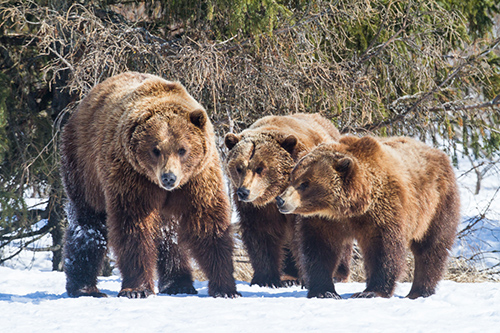 Mexican Grizzly Bear Characteristics