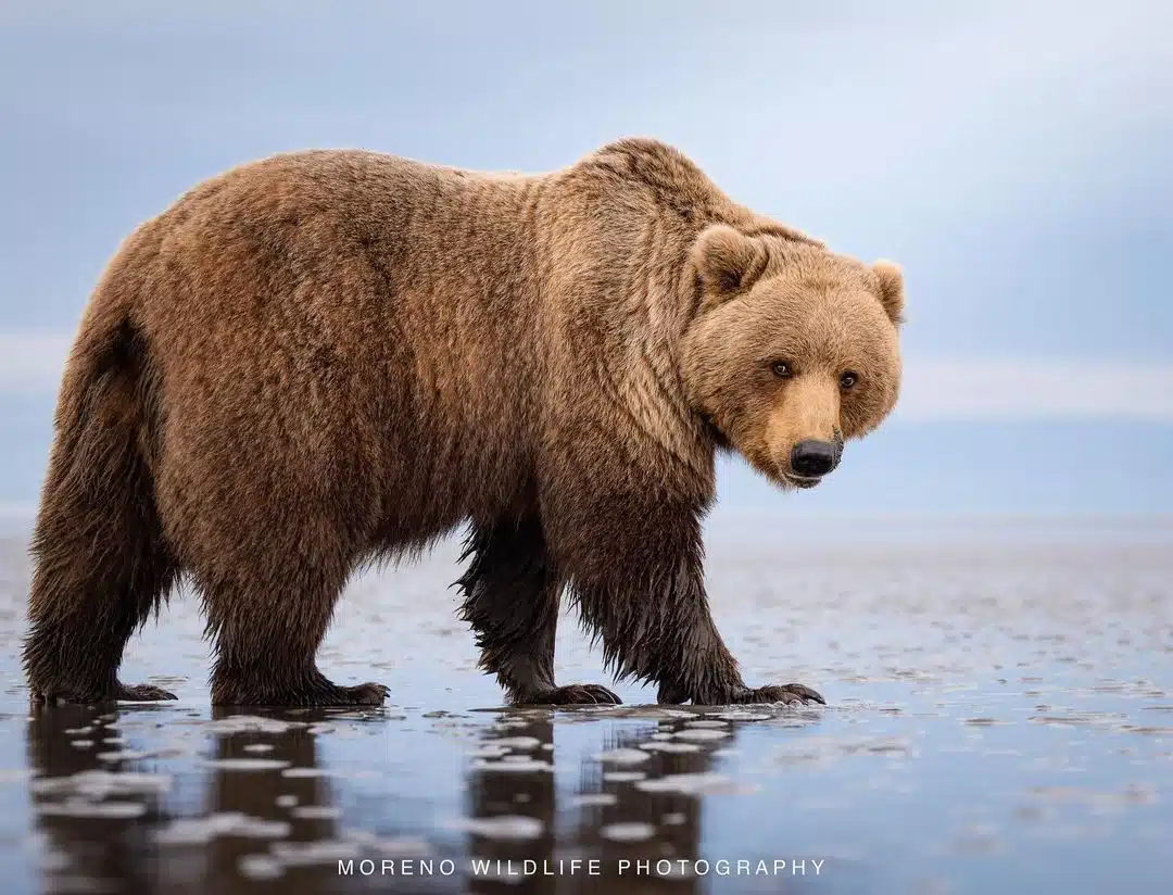 Mexican Grizzly Bear