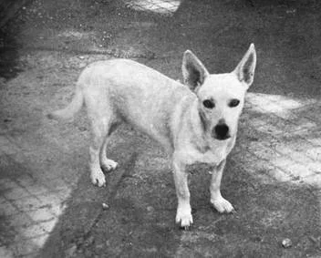 Hawaiian Poi Dog Characteristics