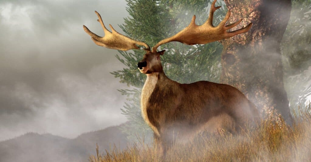Irish Elk
