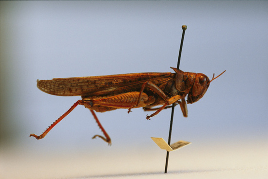 Rocky Mountain Locust Adaptations