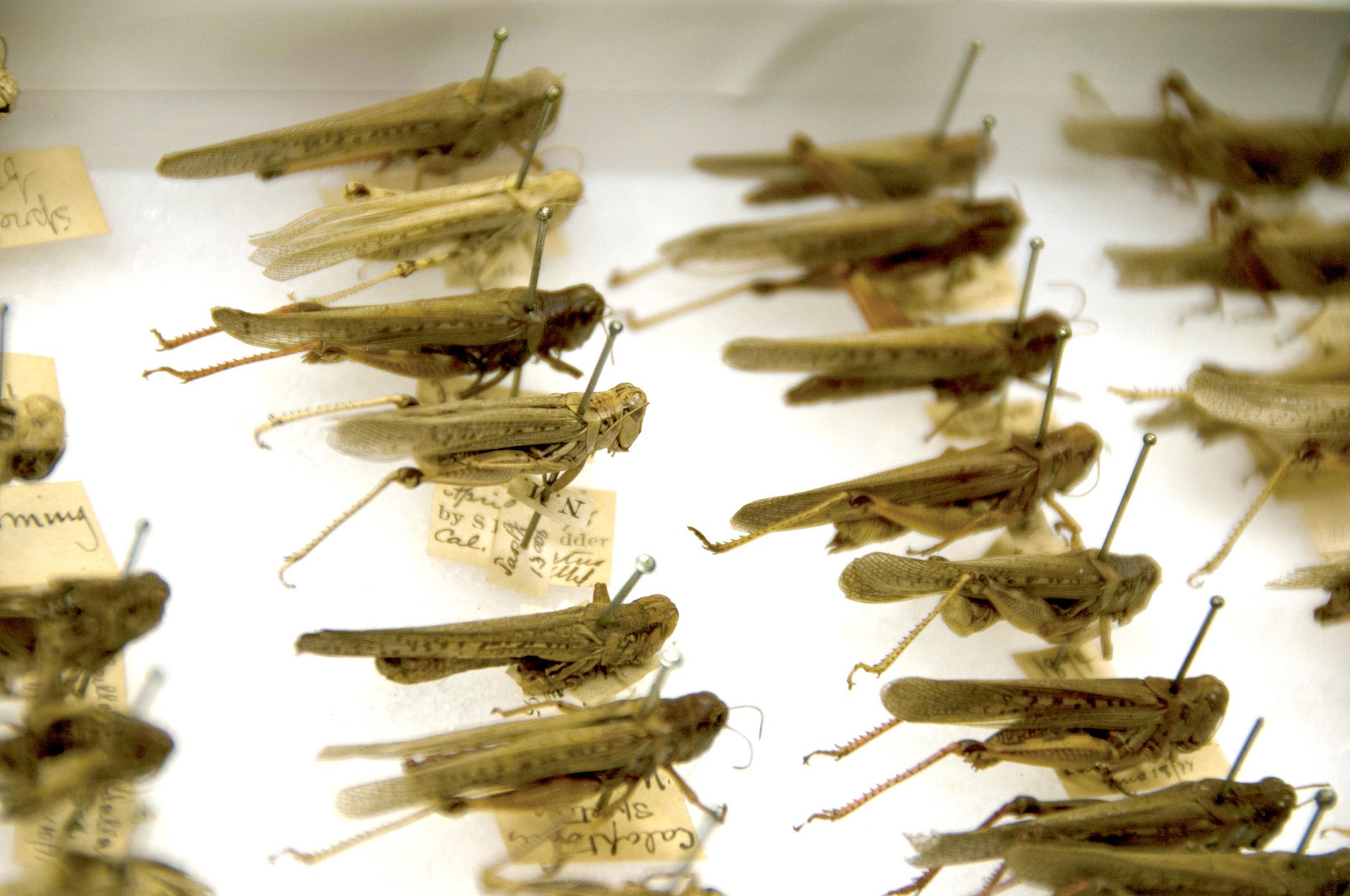 Locust Research