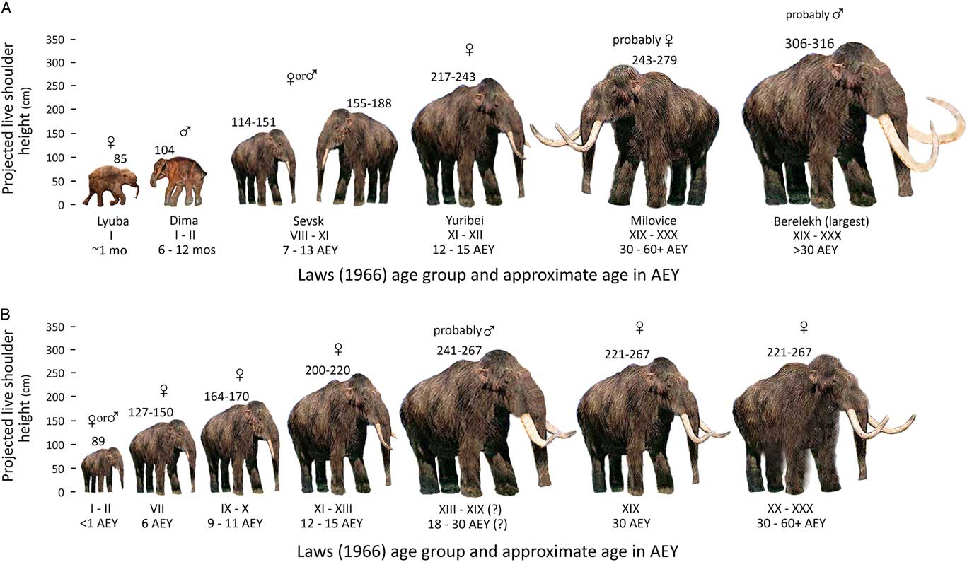 Woolly Mammoth Adaptations
