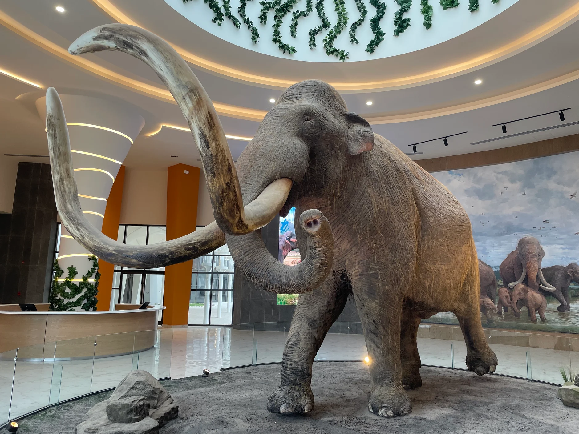 Woolly Mammoth Fossil