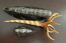 Giant Orthocone Fossil