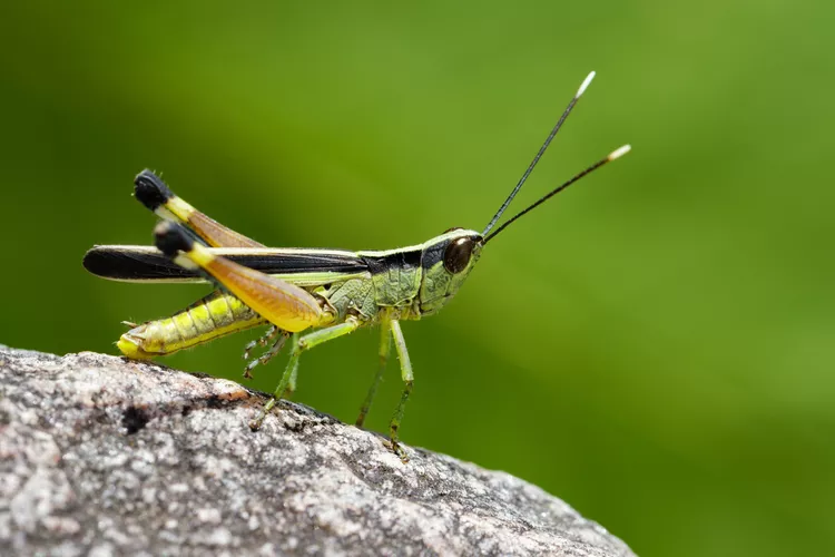 Rocky Mountain Locust