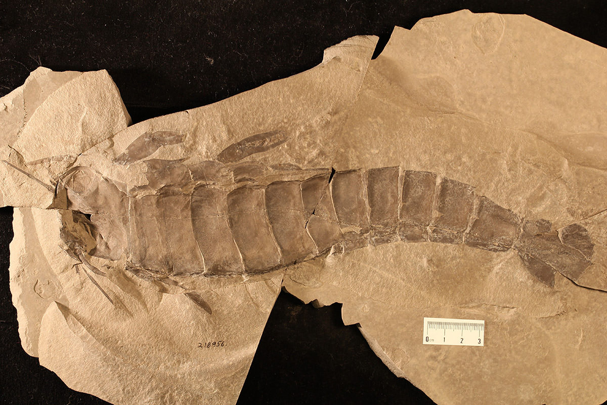 Giant Sea Scorpion Fossil