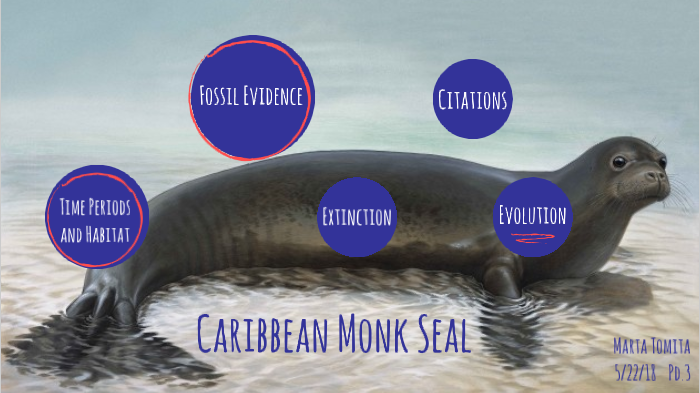 Seal Ecological Impact