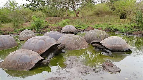 Tortoise Conservation