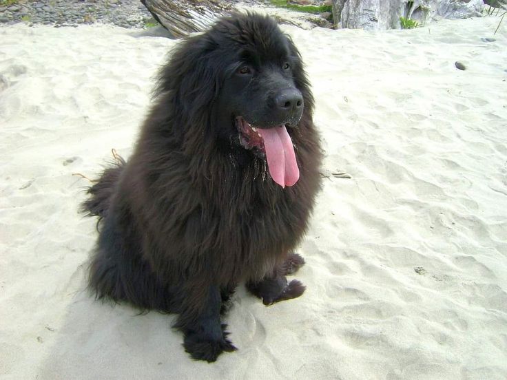 Moscow Water Dog Characteristics