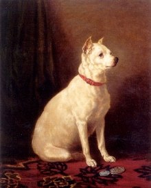 English White Terrier Characteristics