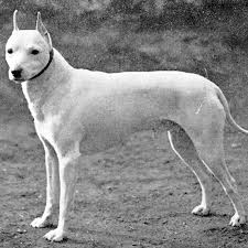 English White Terrier
